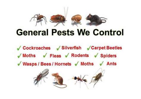 Pest Control For Spiders In India | Pest Control