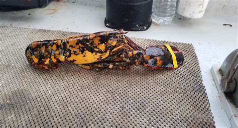 F/V Ole Mossey Catches Calico Lobster for 2nd Consecutive Year