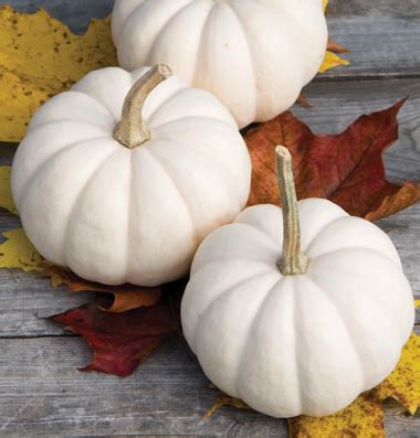 Casperita White Mini Pumpkin – Autumn Harvest Pumpkins