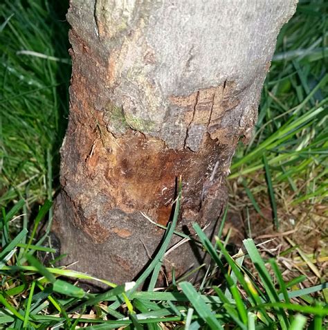 maple - How to help young tree with damaged bark? - Gardening & Landscaping Stack Exchange