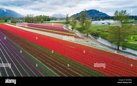 An aerial view of a tulip field taken by a drone Stock Photo - Alamy