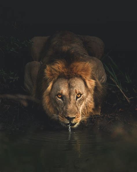 #Lion #drinking #water #safari | Fotografía animal, Fotografía de león ...