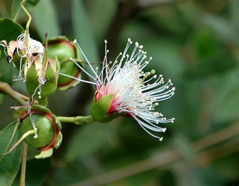 Sonneratia caseolaris | Sonneratia caseolaris Sonneratiaceae… | Flickr