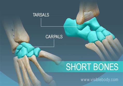 Learn Skeleton Anatomy | Types of Bones