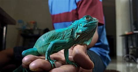 Do Iguanas Change Colors Like Chameleons? - A-Z Animals