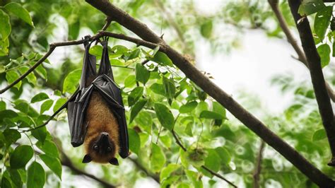 Top 20 Bat Facts - Types, Diet, Habitat & More | Facts.net