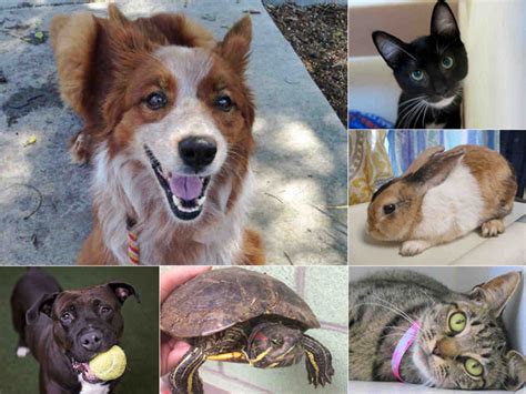 Many animal shelters will waive adoption fees Saturday | FOX 5 San ...