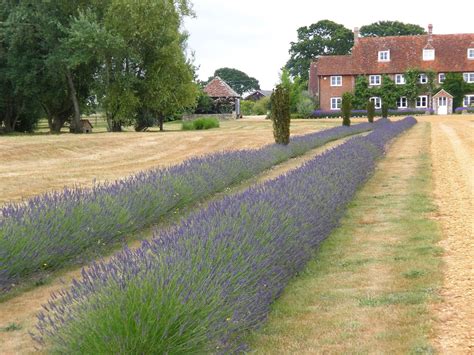 How to Plant and Grow a Lavender Hedge