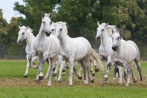 Herd Horses Running On Meadow Stock Photo - Image of cute, beautiful: 33624358