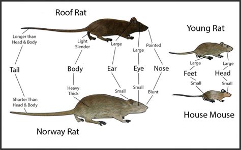 Mouse Poop vs Rat Poop - Identify & Clean up Droppings | Pestcheck | Blog