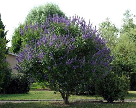 Vitex Agnus-castus Monks Pepper Chaste Tree 50_seeds - Etsy