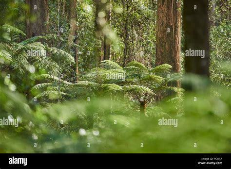Landscape, rainforest, tree fern (Dicksonia antarctica), Dandenong Ranges National Park ...
