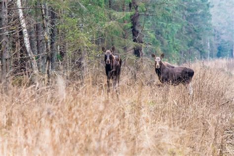 Wildlife Watching - Capture Estonia Nature and Photography Tours