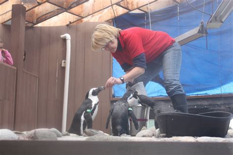 African Penguin Feeding - ZooChat