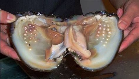 A Clam with Pearls. | Oysters, Pearls, Clams