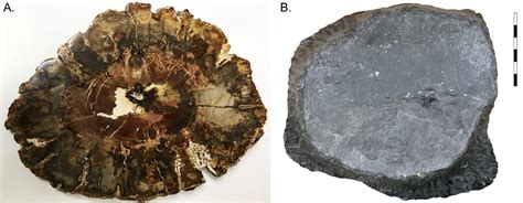 Upright (Standing) Fossil Tree Stumps, Fossils, Kentucky Geological Survey, University of Kentucky