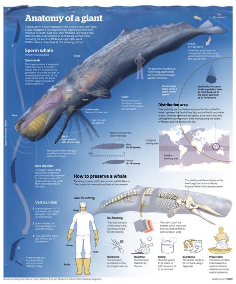 Anatomy of a Sperm Whale : r/coolguides