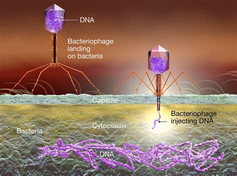 Perspectives on Plasmids for IVT mRNA Production—Part 1 | TriLink ...