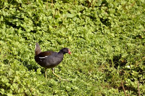 Common Moorhen and chicks stock photo. Image of chloropus - 3843892