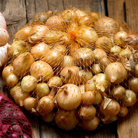 Tasty Yellow Onion Sets for Sale Online | Stuttgarter Yellow – Easy To Grow Bulbs