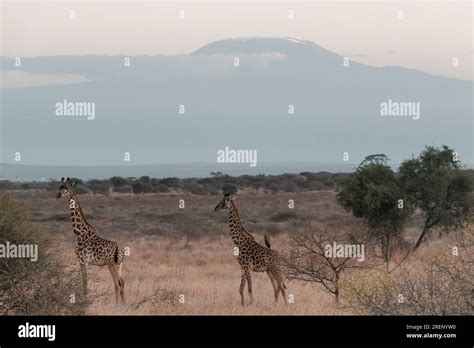 Mt. Kilimanjaro View - Amboseli National Park Stock Photo - Alamy