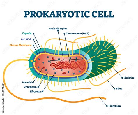 Prokaryotic cell structure diagram, vector illustration cross section labeled scheme Stock ...