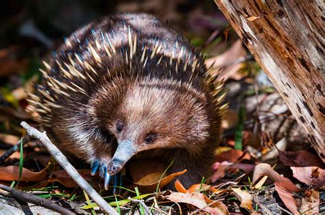 12 Facts About the Strange and Spiky Echidna