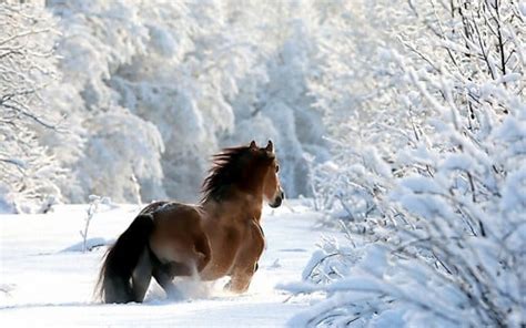 Brown Horse On Snow Covered Landscape HD Horse Wallpapers | HD ...