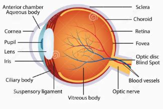 What is the blind spot in eye?