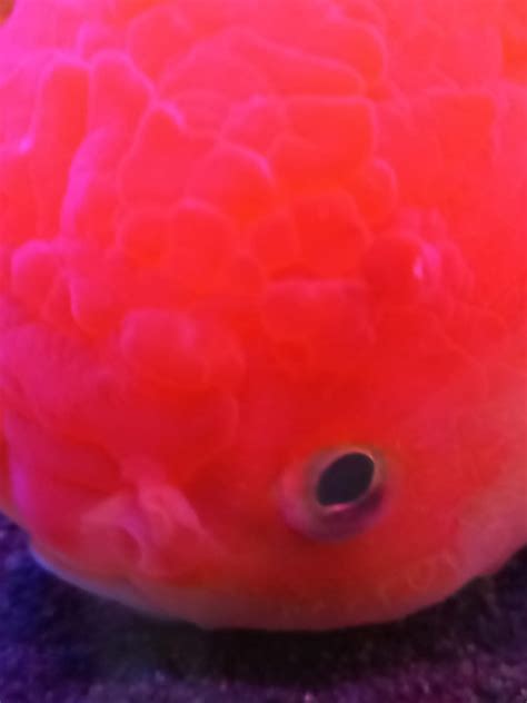 Male Goldfish with what appears to be clotted blood under both eyes inactive and another female ...