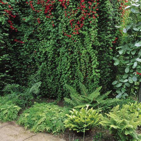 Regional Picks: Overlooked Plants - Northwest - Fine Gardening