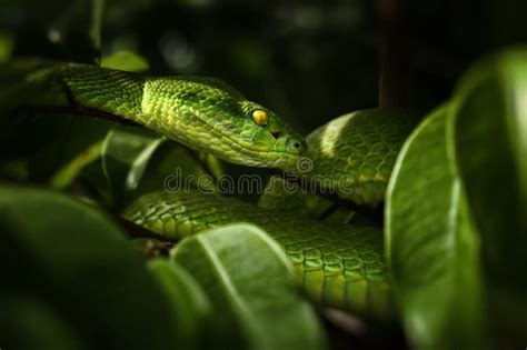 Viper snake stock photo. Image of green, viper, dangerous - 99968944