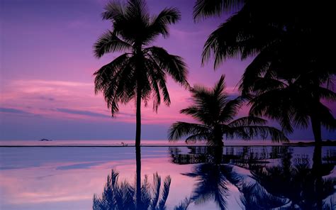 Palm Tree Sunset Wallpaper (70+ images)