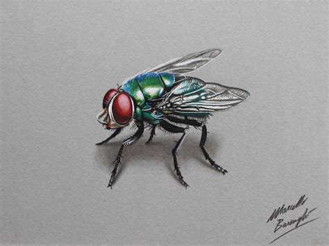 The fly | Fly drawing, Color pencil drawing, Cool pencil drawings