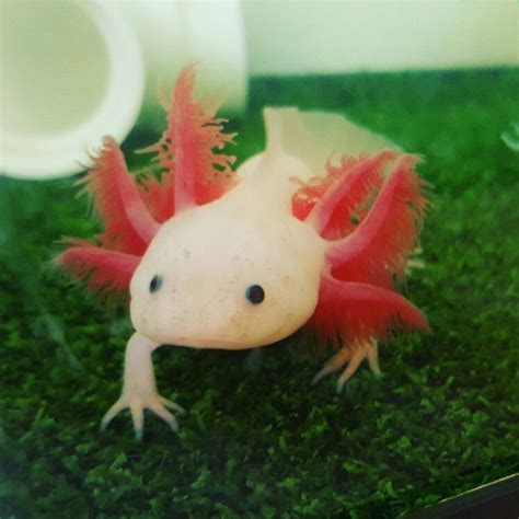 Blue Gill Leucistic Axolotl Les Reptiles, Cute Reptiles, Reptiles And Amphibians, Types Of ...