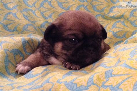 Rogue Japug ( Japanese Chin X Pug) | Pug puppy for sale near Salina, Kansas | 934fe8b1-72c1