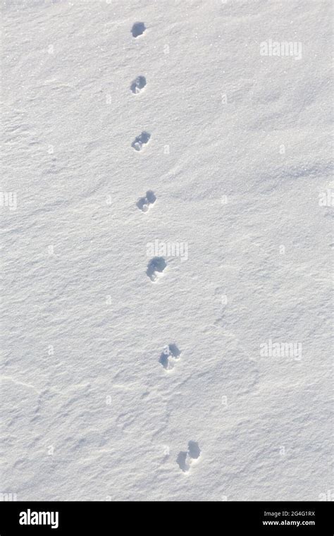 Snow ermine hi-res stock photography and images - Alamy