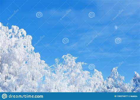 Moon Above Winter Forest Trees Stock Image - Image of frost, finland ...