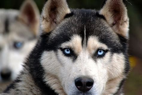 Free photo: Dog, Huskies, Animal, Eyes, View - Free Image on Pixabay ...