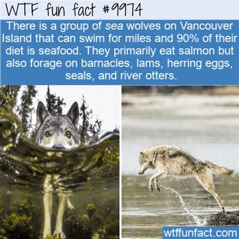 Fun Animal Fact - Sea Wolves