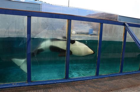 Infant Orca Ula Dies at Loro Parque