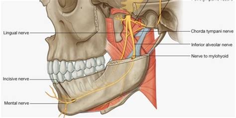 Nerve Blocks of the Face and Mouth — Down East Emergency Medicine