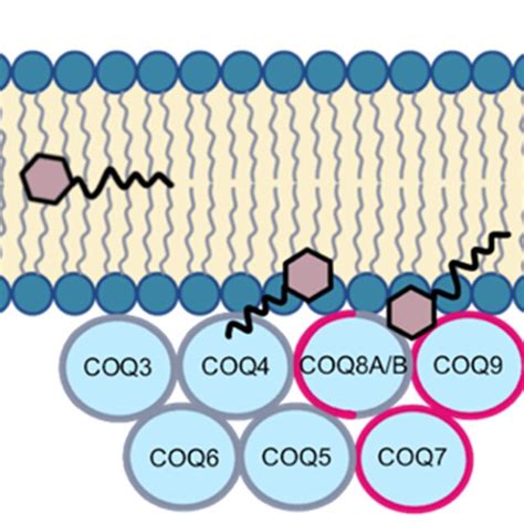 Biosynthesis of coenzyme Q. (A) The CoQ biosynthetic pathway is largely ...