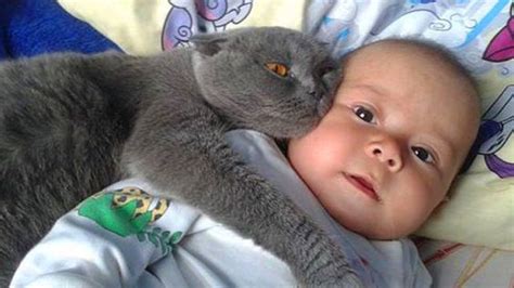 Cats Protecting Babies - 1Funny.com