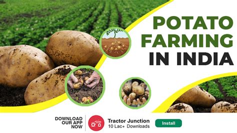 Potato Farming In India - Cultivation, Planting & Harvesting