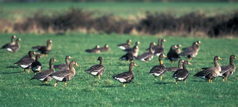 A Visit to the Wexford Wildfowl Nature Reserve - BirdWatch Ireland