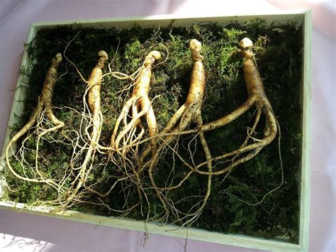 Korean Ginseng: Its Health Benefits and Uses | EdenBoost