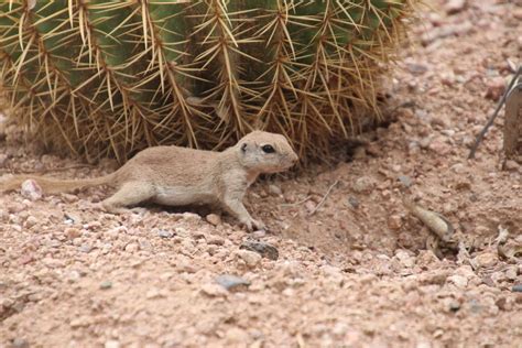 Round-tailed Ground Squirrel - Desert Botanical Gardens (P… | Flickr