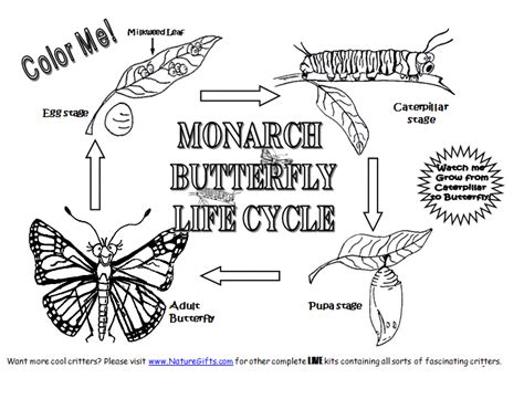 Monarch Butterfly Life Cycle Coloring Page