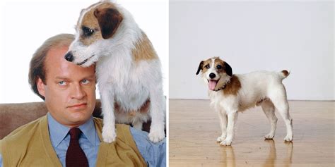 Here's How Much 'Eddie' The Jack Russell Terrier On 'Frasier' Was Paid